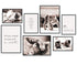 Poster Set Cats